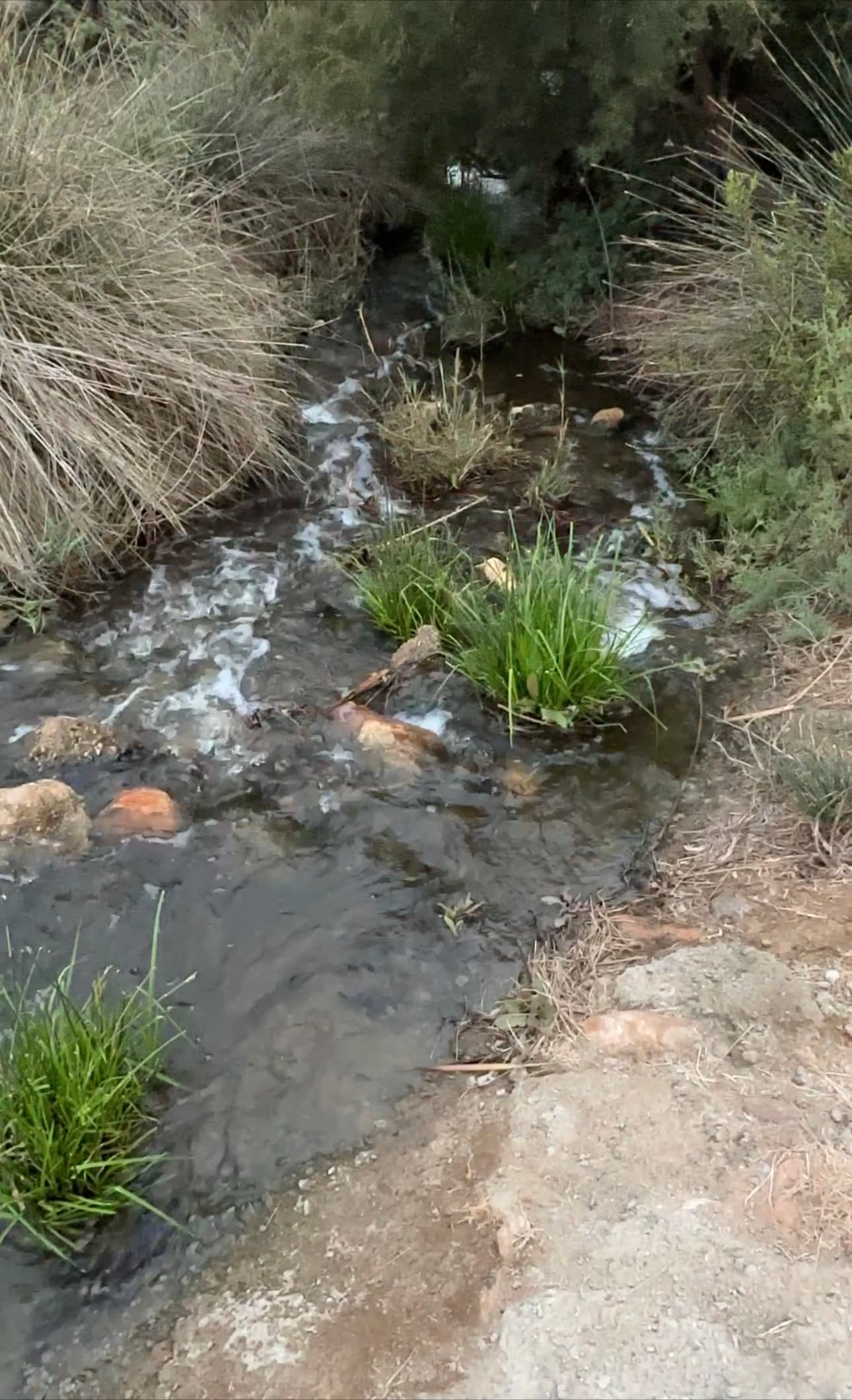 La EDAR de El Toyo desperdicia cerca de 2 hectómetros cúbicos al año, un agua que podrían ser aprovechada por los regantes de Cuatro Vegas